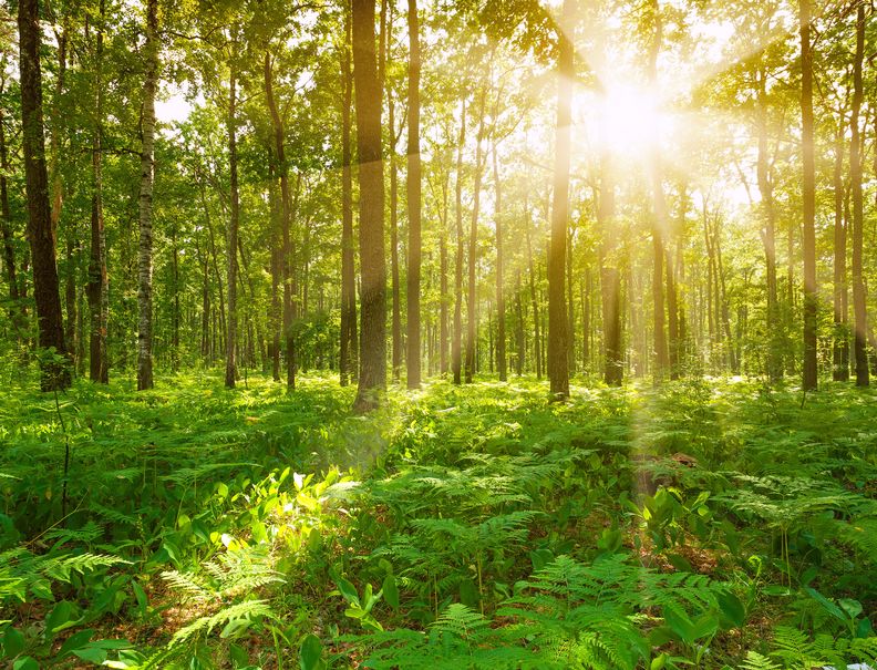 Principles for Hearing God’s Voice, Part 2